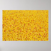 数千のアヒル ポスター (正面)