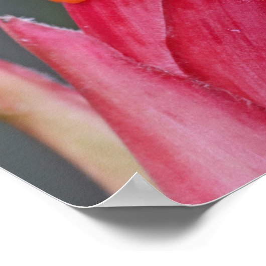 文字カスタムカエル ポスター (角)