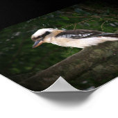 文屋山地コカブラ ポスター (角)