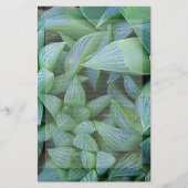 文房具が並ぶ緑のハワーシアの植物 便箋 (正面)