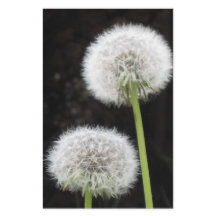 文房具 – Dandelion