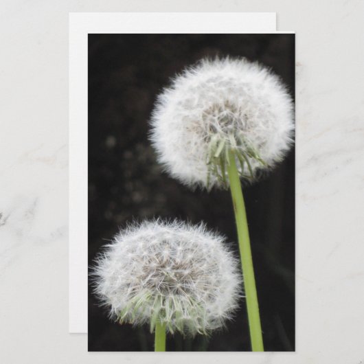 文房具 – Dandelion 便箋 (正面/裏面)