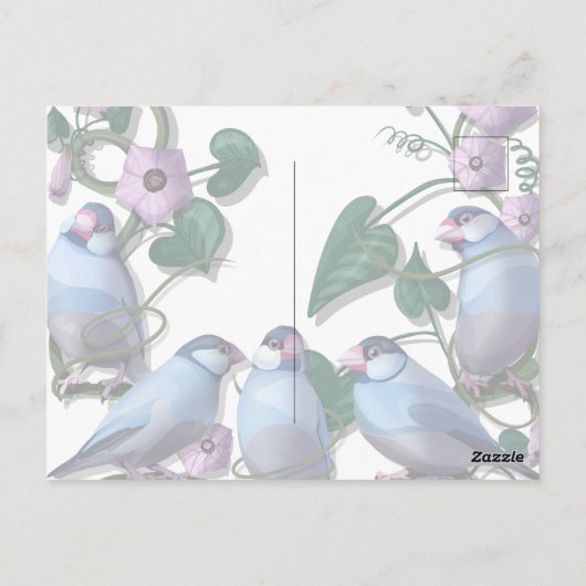 文鳥と朝のJAVA ポストカード (裏面)