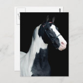 斑付きサドル馬 ポストカード (正面/裏面)