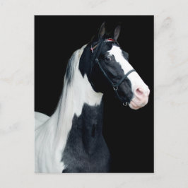 斑付きサドル馬 ポストカード
