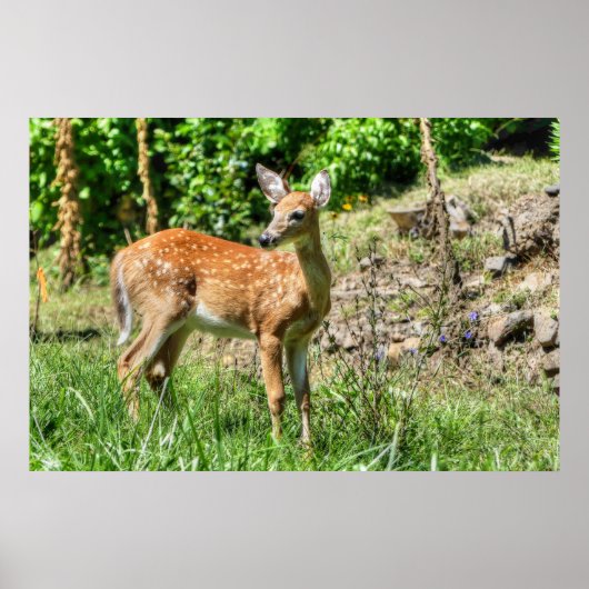 斑付き子鹿 ポスター (正面)