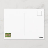 斑付き子鹿 ポストカード (裏面)