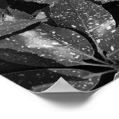 斑入りのクスノキ、アウクバ・ジャポニカ - 白黒 ポスター (角)