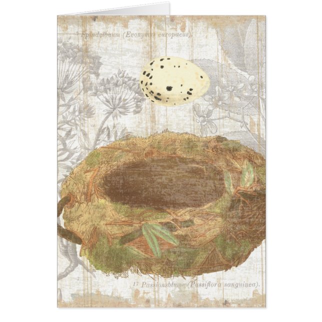 斑入りの卵が付いている巣 (正面)