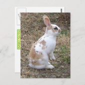 斑入りウサギ ポストカード (正面/裏面)