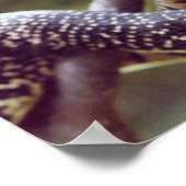 斑入りキングスネークポスター ポスター (角)