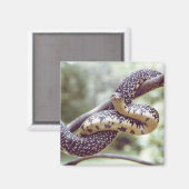 斑入りキングスネークマグネット マグネット (正面/裏面)
