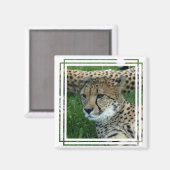 斑入りチーター角磁石 マグネット (正面/裏面)