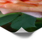 斑入りピーチバライン開花 ポスター (角)