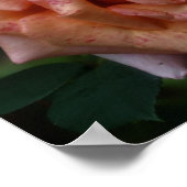 斑入りピーチバラクローズアップ ポスター (角)