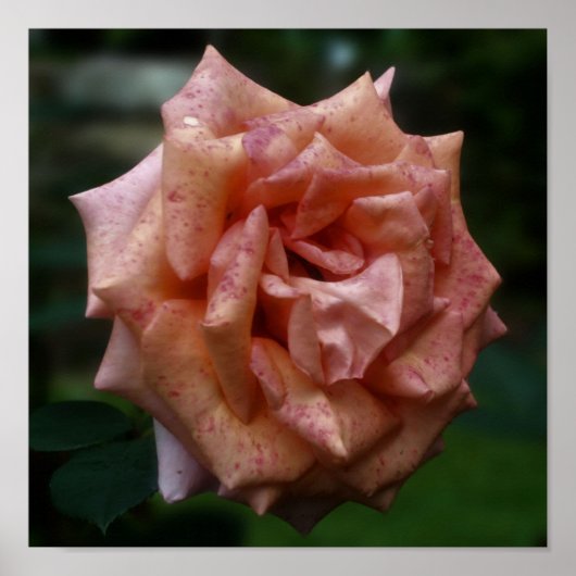 斑入りピーチバラクローズアップ ポスター (正面)