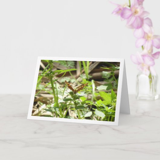 斑入り木製バタフライマクラダ,大海老 カード (蘭)