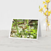 斑入り木製バタフライマクラダ,大海老 カード (黄色い花)