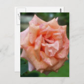 斑入り桃バライン開花花 ポストカード (正面/裏面)