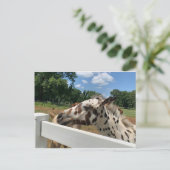 斑毛 ポストカード (スタンド正面)