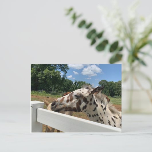 斑毛 ポストカード (スタンド正面)