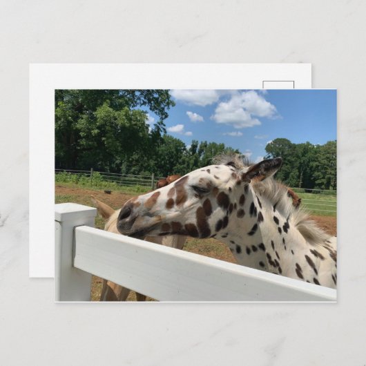 斑毛 ポストカード (正面/裏面)