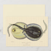 斑点のあるアカエイ、ヴィンテージの海洋動物 (正面/裏面)