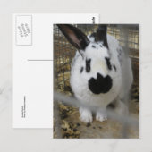 斑点のあるウサギ ポストカード (正面/裏面)