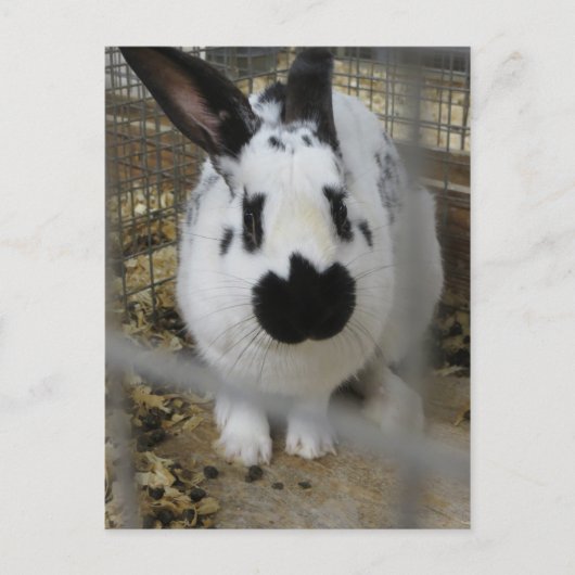 斑点のあるウサギ ポストカード (正面)
