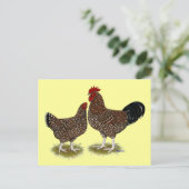 斑点のあるサセックス鶏 ポストカード (スタンド正面)