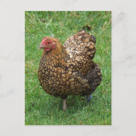 斑点のあるチキン葉書 ポストカード (正面)