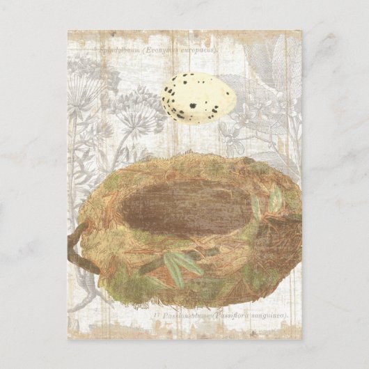 斑点のある卵を持つ巣 ポストカード (正面)