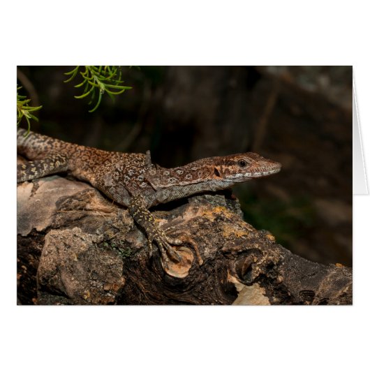 斑点のある木のモニター (正面横)