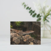 斑点のある木のモニター ポストカード (スタンド正面)