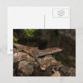 斑点のある木のモニター ポストカード (正面/裏面)