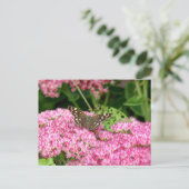 斑点のある木材 – セダムの蝶 ポストカード (スタンド正面)