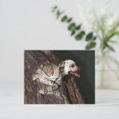 斑点のある枝編み ポストカード (スタンド正面)