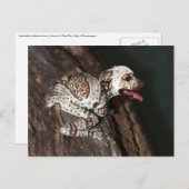 斑点のある枝編み ポストカード (正面/裏面)