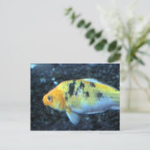 斑点のある金魚 ポストカード (スタンド正面)