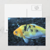 斑点のある金魚 ポストカード (正面/裏面)