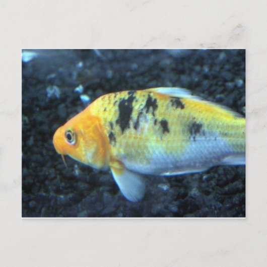 斑点のある金魚 ポストカード (正面)