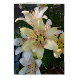 斑点のある黄色のユリの花のカ空白のード