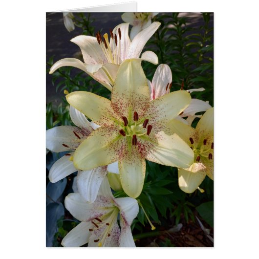 斑点のある黄色のユリの花のカ空白のード (正面)