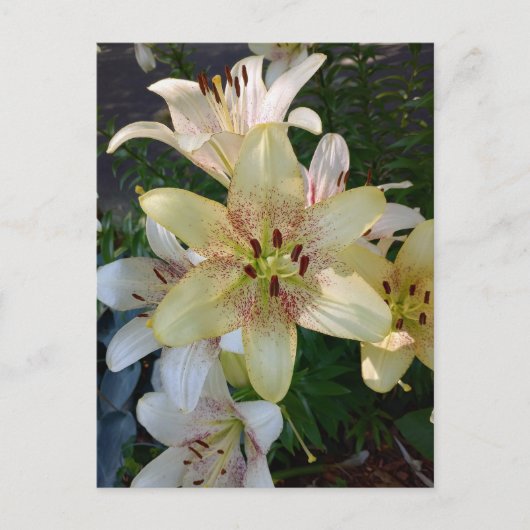 斑点のある黄色のユリの花はがき ポストカード (正面)