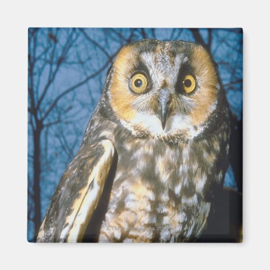 斑点のある マグネット (正面)