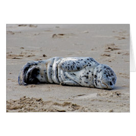 斑点を付けられたアシカの子犬