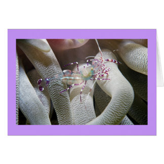 斑点を付けられたクリーニングのエビ