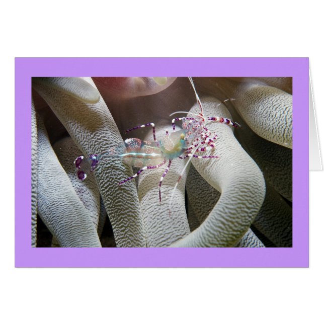 斑点を付けられたクリーニングのエビ (正面横)