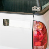 斑点を付けられたフクロウのバンパーステッカー バンパーステッカー (トラック上)