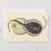 斑点エイ、ビンテージ海洋動物 (正面)